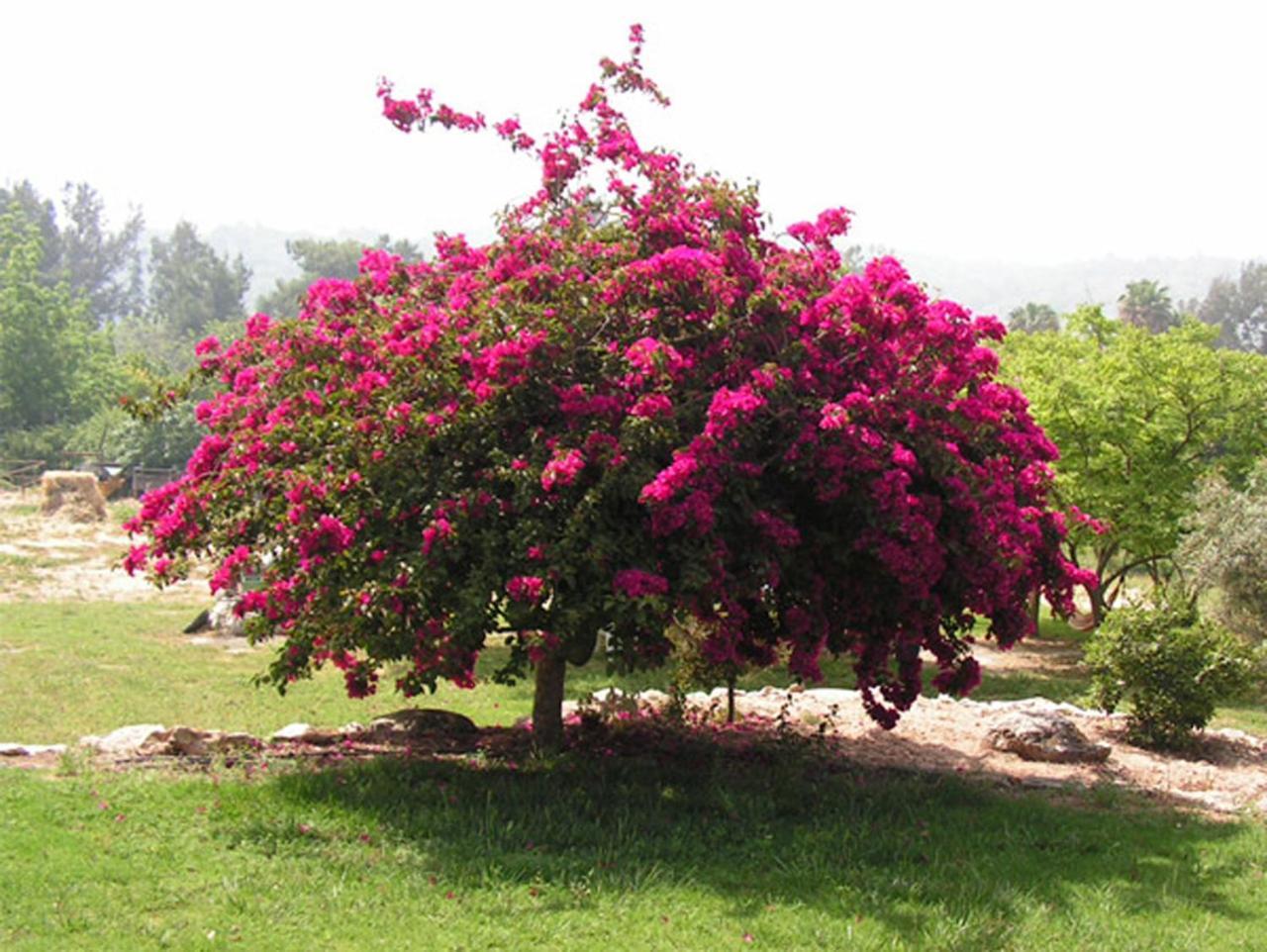 Villa Amikam Meshek 81 משק 81 עמיקם Exterior foto